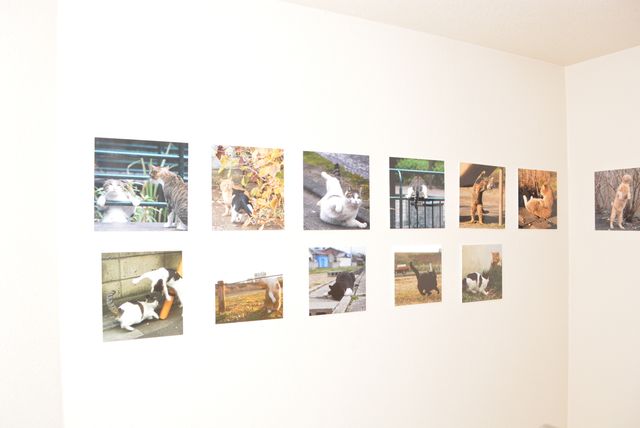 写真展の様子も！「日中、ネコを追いかけているなんて夢みたいな仕事」と語った沖昌之（2枚目）