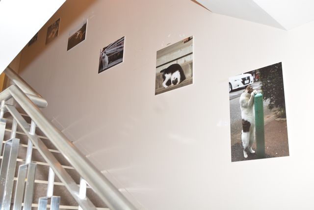 写真展の様子も！「日中、ネコを追いかけているなんて夢みたいな仕事」と語った沖昌之（4枚目）