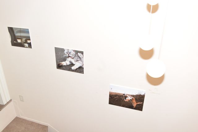 写真展の様子も！「日中、ネコを追いかけているなんて夢みたいな仕事」と語った沖昌之（5枚目）