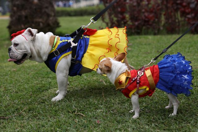 ペルーで犬のハロウィーン 仮装コンテストに1匹参加 シネマトゥデイ