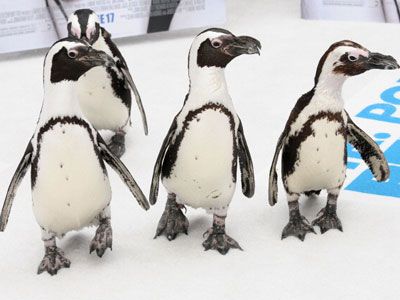 実写ということは、この状態のペンギンが言葉をしゃべる……？-写真は、ジム・キャリーの新作『ミスター・ポッパーズ・ペンギンズ（原題）』プレミアから子ペンギンたち！