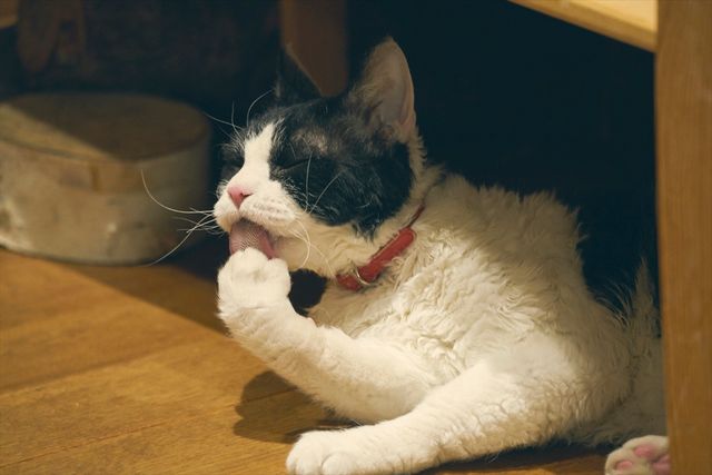 映画『旅猫リポート』出演猫！ナナの可愛さ爆発オフショット7枚：フォトギャラリー