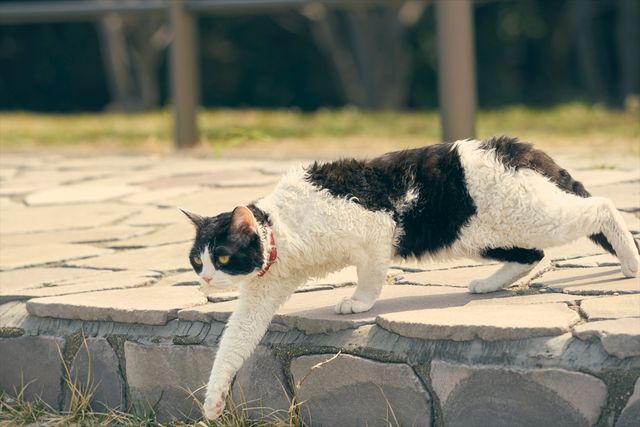 映画『旅猫リポート』出演猫！ナナの可愛さ爆発オフショット7枚（2枚目）