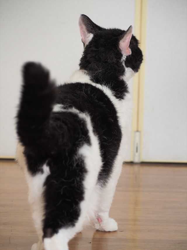 映画『旅猫リポート』出演猫！ナナの可愛さ爆発オフショット7枚（4枚目）