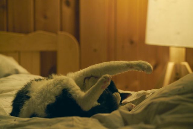 映画『旅猫リポート』出演猫！ナナの可愛さ爆発オフショット7枚（5枚目）