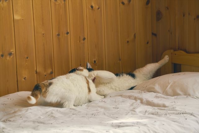 映画『旅猫リポート』出演猫！ナナの可愛さ爆発オフショット7枚（6枚目）