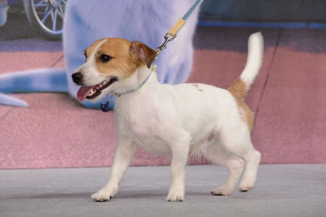 バナナマン日村、犬とのディープキスに大興奮！　画像ギャラリー（2枚目）