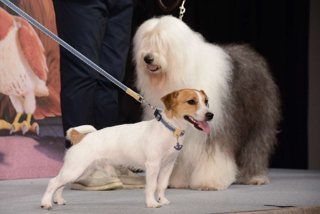 バナナマン日村、犬とのディープキスに大興奮！　画像ギャラリー（4枚目）