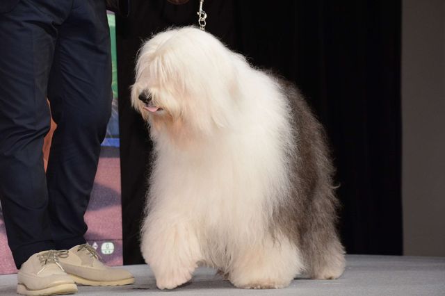 バナナマン日村、犬とのディープキスに大興奮！　画像ギャラリー（6枚目）