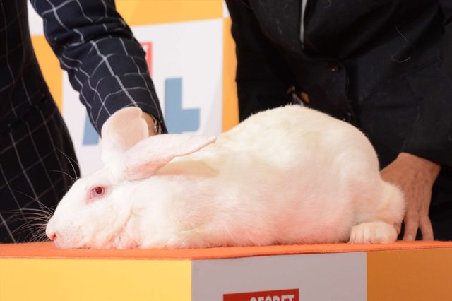 バナナマン日村、犬とのディープキスに大興奮！　画像ギャラリー（9枚目）