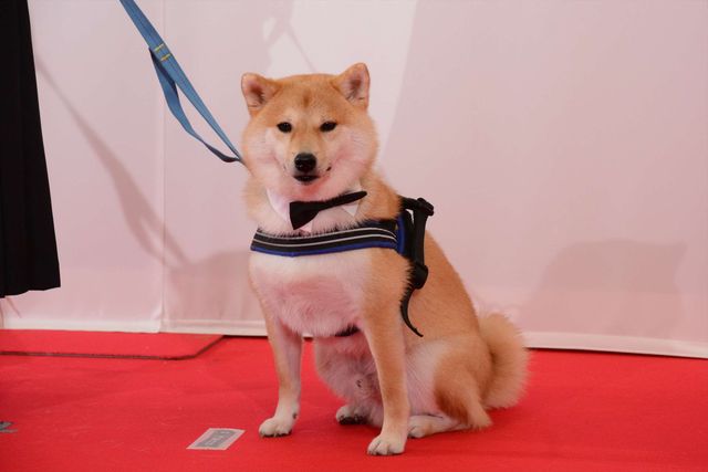 バナナマン日村、犬とのディープキスに大興奮！　画像ギャラリー（19枚目）