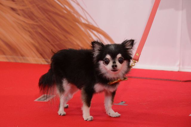 バナナマン日村、犬とのディープキスに大興奮！　画像ギャラリー（22枚目）