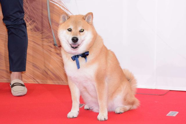 バナナマン日村、犬とのディープキスに大興奮！　画像ギャラリー（25枚目）