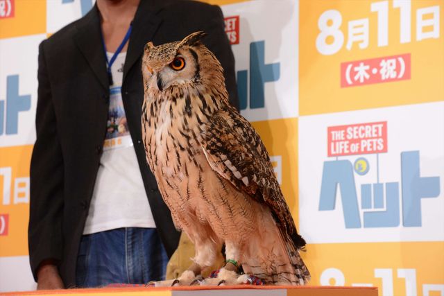 バナナマン日村、犬とのディープキスに大興奮！　画像ギャラリー（28枚目）