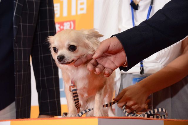 バナナマン日村、犬とのディープキスに大興奮！　画像ギャラリー（38枚目）