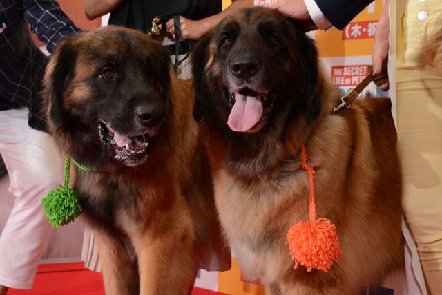 バナナマン日村、犬とのディープキスに大興奮！　画像ギャラリー（49枚目）