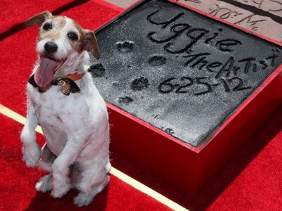 アーティスト の名犬アギー 犬史上初のハリウッドの星獲得 式典を引退式に シネマトゥデイ 映画の情報を毎日更新