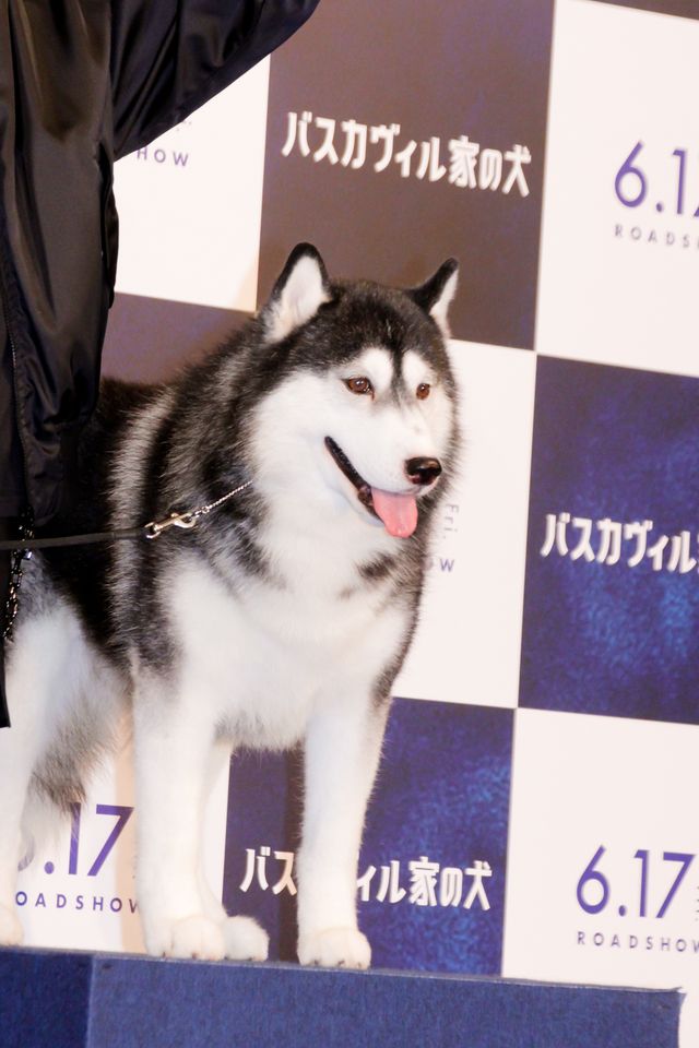 ディーン・フジオカ＆岩田剛典、イベント前に2人でゲーセンに！『バスカヴィル家の犬　シャーロック劇場版』公開直前イベント（16枚目）