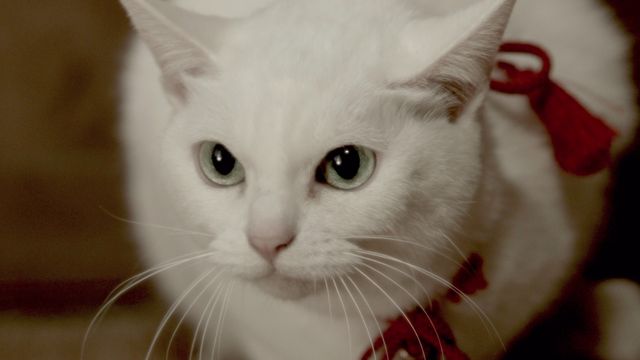 みょーん！美猫のこんな顔にもキュン！『猫侍』フォトギャラリー（2枚目）