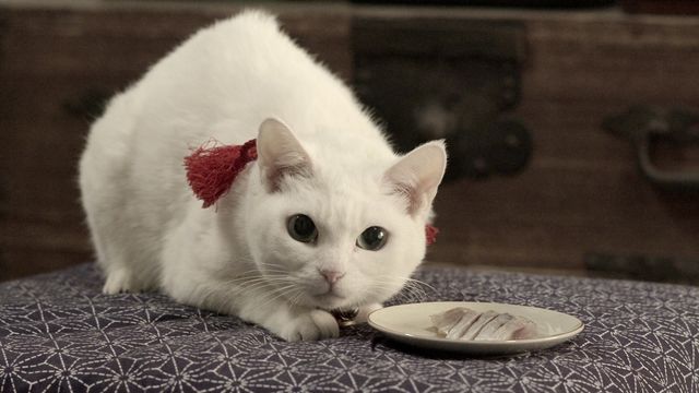 みょーん！美猫のこんな顔にもキュン！『猫侍』フォトギャラリー（4枚目）