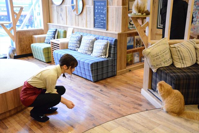 猫の日に映画『猫カフェ』製作発表！：フォトギャラリー