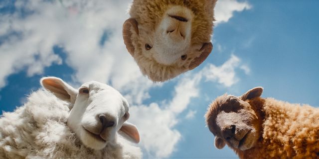 『ひつじ探偵団』場面写真＆メイキング（12枚目）