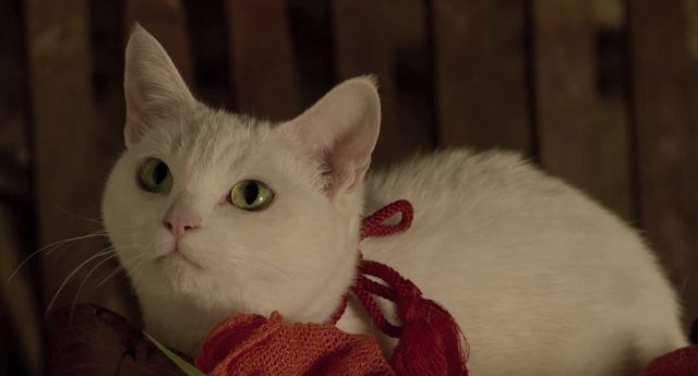 白猫は神だ 超ニャンコ盛り 猫侍 新映像 シネマトゥデイ