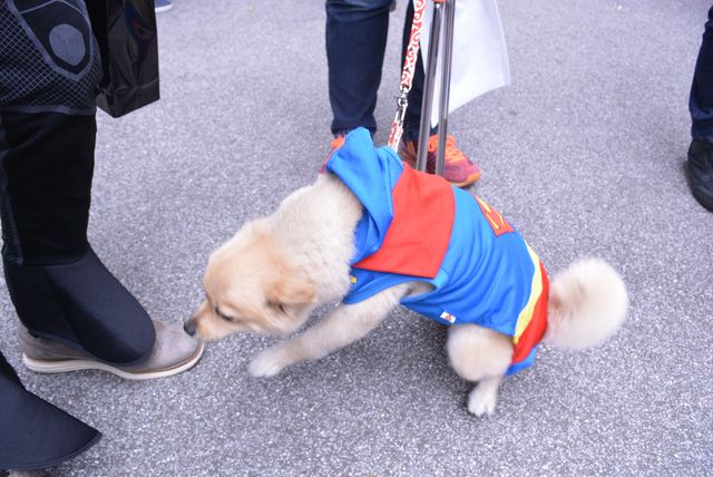 “千葉ットマン”、ハロウィンにゴミ拾い！街行く人たちも大興奮…フォトギャラリー（3枚目）