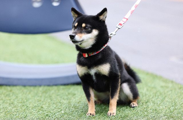 清原果耶＆成田凌が抜群の相性！「初恋DOGs」初回場面写真（10枚目）