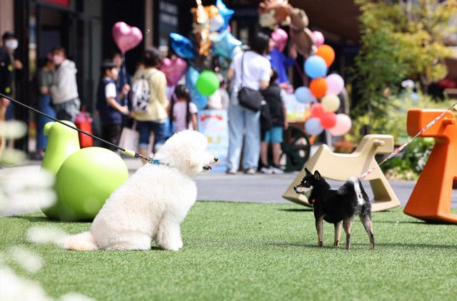 清原果耶＆成田凌が抜群の相性！「初恋DOGs」初回場面写真（11枚目）