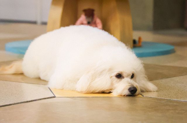 清原果耶＆成田凌が抜群の相性！「初恋DOGs」初回場面写真（20枚目）