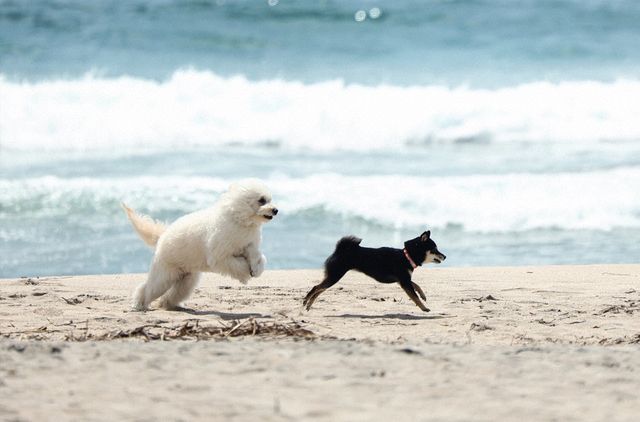 清原果耶＆成田凌が抜群の相性！「初恋DOGs」初回場面写真（21枚目）