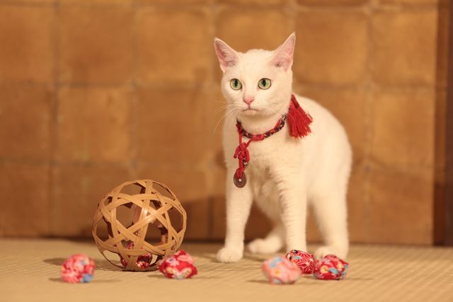 美ニャンコに癒やされまくる…『猫侍　南の島へ行く』フォトギャラリー：フォトギャラリー