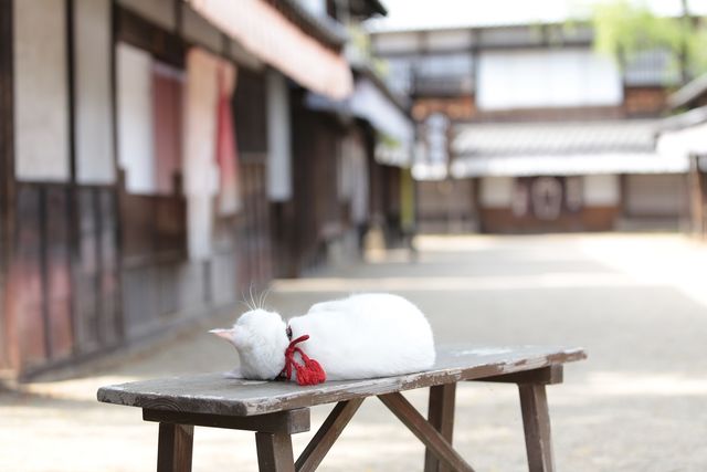 美ニャンコに癒やされまくる…『猫侍　南の島へ行く』フォトギャラリー（6枚目）