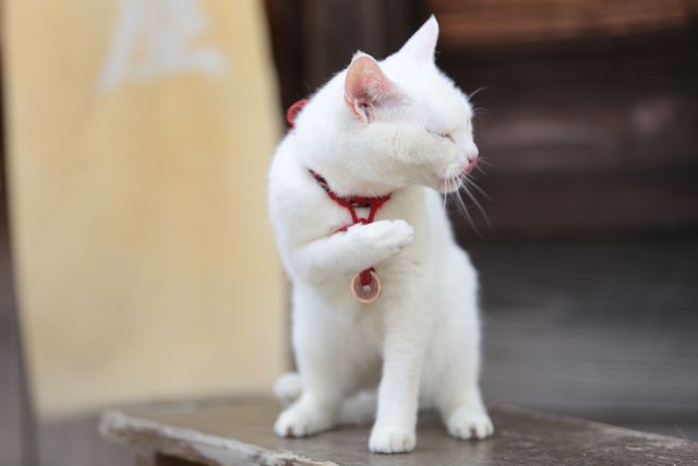 美ニャンコに癒やされまくる…『猫侍　南の島へ行く』フォトギャラリー（11枚目）