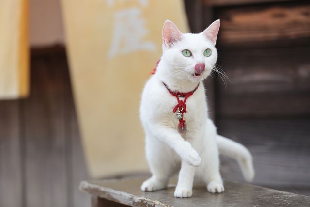 美ニャンコに癒やされまくる…『猫侍　南の島へ行く』フォトギャラリー（12枚目）