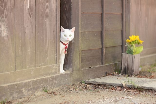 美ニャンコに癒やされまくる…『猫侍　南の島へ行く』フォトギャラリー（13枚目）