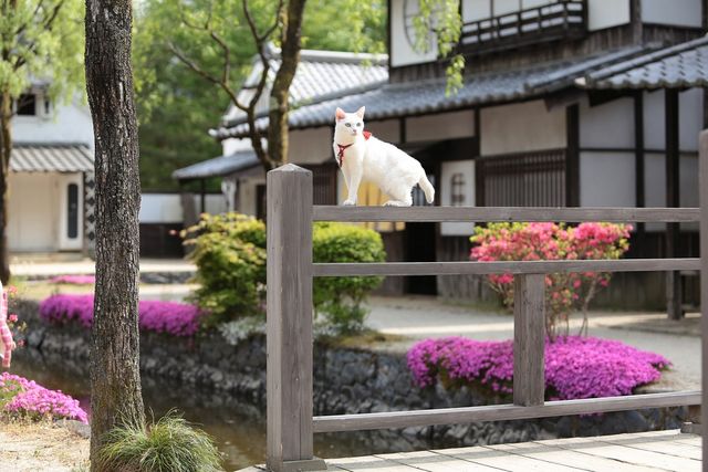 美ニャンコに癒やされまくる…『猫侍　南の島へ行く』フォトギャラリー（14枚目）