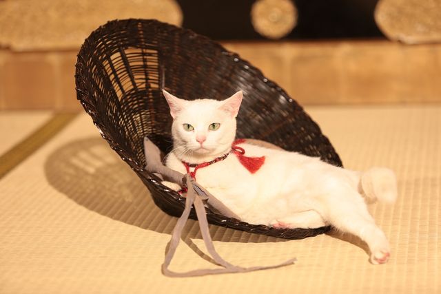 美ニャンコに癒やされまくる…『猫侍　南の島へ行く』フォトギャラリー（15枚目）