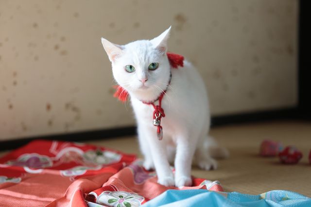 美ニャンコに癒やされまくる…『猫侍　南の島へ行く』フォトギャラリー（16枚目）