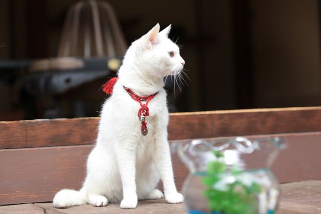 美ニャンコに癒やされまくる…『猫侍　南の島へ行く』フォトギャラリー（17枚目）