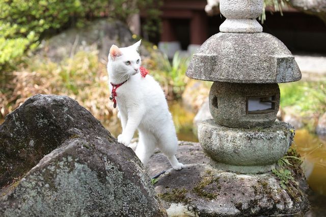 美ニャンコに癒やされまくる…『猫侍　南の島へ行く』フォトギャラリー（18枚目）