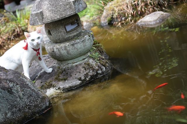 美ニャンコに癒やされまくる…『猫侍　南の島へ行く』フォトギャラリー（19枚目）