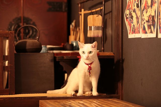 美ニャンコに癒やされまくる…『猫侍　南の島へ行く』フォトギャラリー（20枚目）