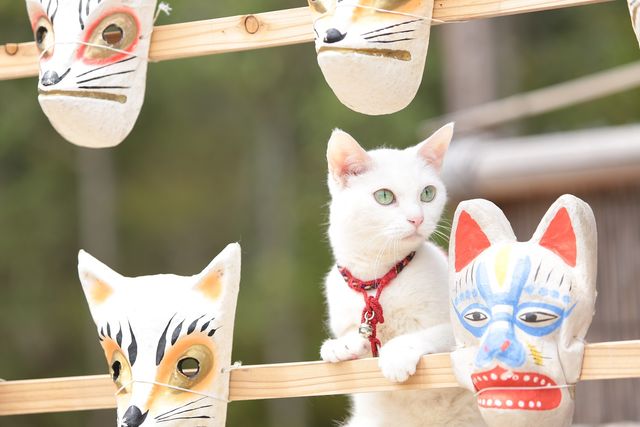 美ニャンコに癒やされまくる…『猫侍　南の島へ行く』フォトギャラリー（21枚目）