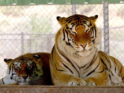 スリラーとサブ-写真は2006年にシャンバラ動物保護区で撮影されたもの