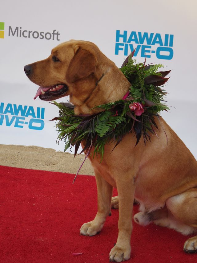 「HAWAII FIVE-0」レギュラーキャスト大集合！スペシャルイベントinハワイ（5枚目）