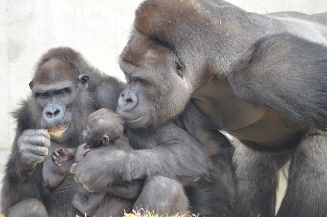 “イケメンすぎるゴリラ”シャバーニ　フォトギャラリー（2枚目）