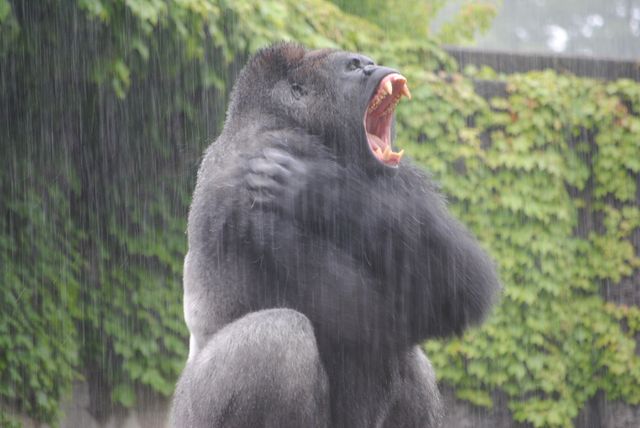 “イケメンすぎるゴリラ”シャバーニ　フォトギャラリー（3枚目）