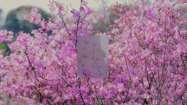 「らんまん」新たなタイトルバック、人生が満開になるように！：フォトギャラリー